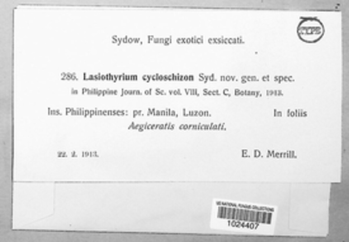 Lasiothyrium cycloschizon image